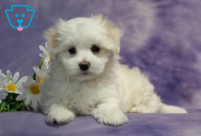 Fluffy Maltese puppy lying on a lavender blanket beside white daisies, featuring a silky white coat, bright dark eyes, a tiny black nose, and a calm, affectionate expression perfect for a loving companion. image