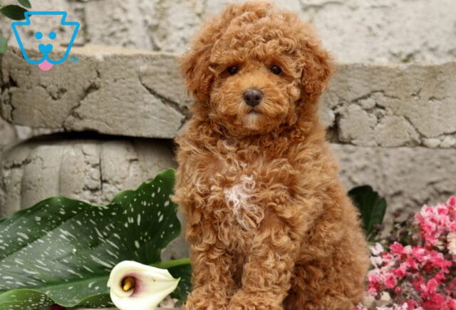 Red Mini Poodle puppy with a fluffy curly coat and a small white patch on its chest, sitting sweetly among blooming flowers in front of a rustic stone wall. image