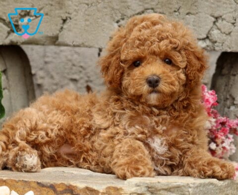 Curly-coated red Mini Poodle puppy relaxing on a stone ledge with a tiny white chest patch, surrounded by colorful flowers and a textured stone garden backdrop.