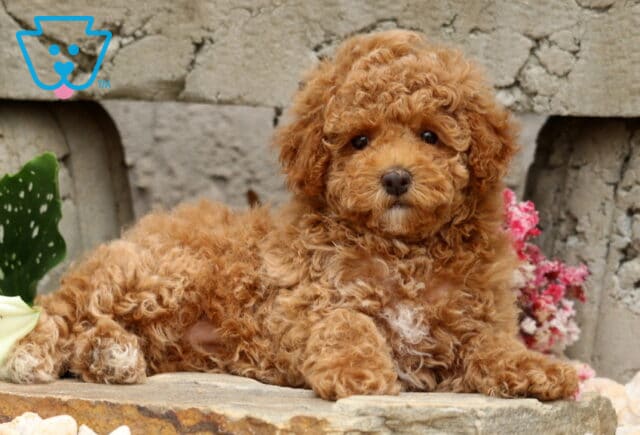 Curly-coated red Mini Poodle puppy relaxing on a stone ledge with a tiny white chest patch, surrounded by colorful flowers and a textured stone garden backdrop. image