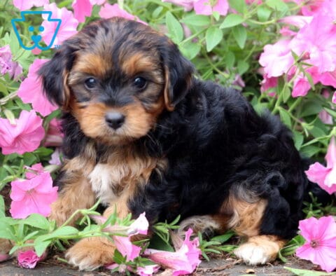 Adorable black and tan Yorkiepoo puppy sitting among blooming pink petunias, featuring a soft wavy coat, tiny white chest patch, and an attentive expression with bright, curious eyes.
