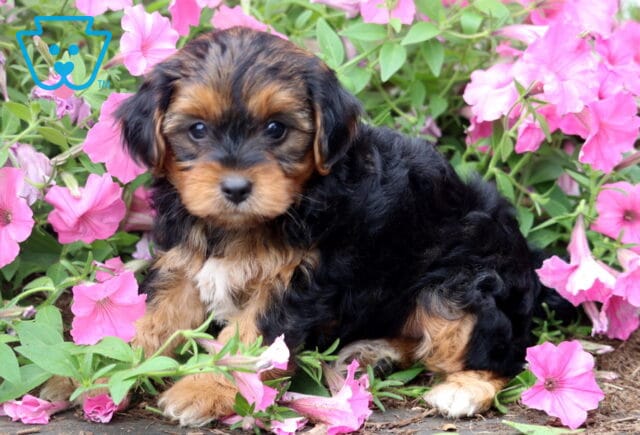 Adorable black and tan Yorkiepoo puppy sitting among blooming pink petunias, featuring a soft wavy coat, tiny white chest patch, and an attentive expression with bright, curious eyes. image