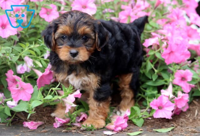 Cute black and tan Yorkiepoo puppy standing among vibrant pink petunias, showing off a fluffy wavy coat, tan paws, a tiny white chest patch, and a sweet, inquisitive expression. image