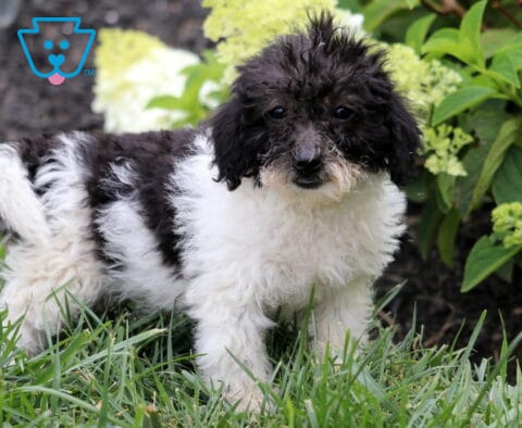 Black and white Mini Goldendoodle puppy standing in green grass with a fluffy, curly coat, bright eyes, and a playful expression, surrounded by blooming white hydrangeas and leafy garden plants.
