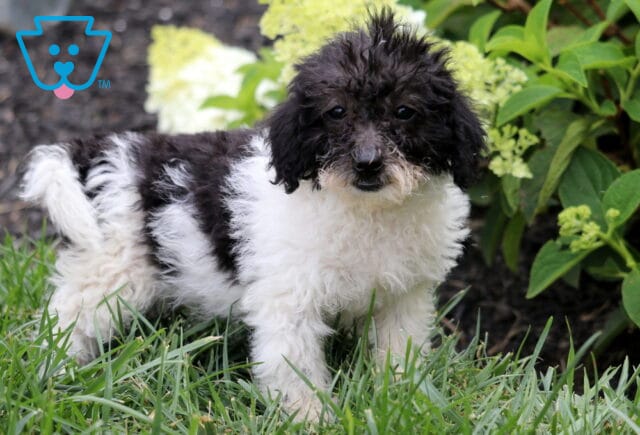 Black and white Mini Goldendoodle puppy standing in green grass with a fluffy, curly coat, bright eyes, and a playful expression, surrounded by blooming white hydrangeas and leafy garden plants. image