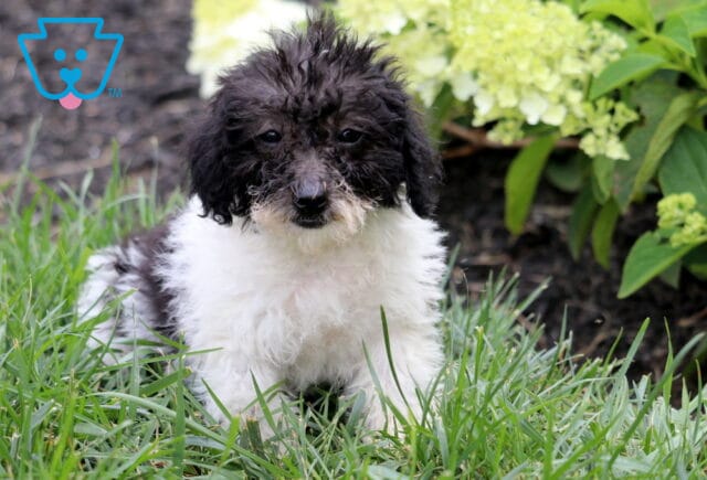 Black and white Mini Goldendoodle puppy with a fluffy, wavy coat sitting in fresh green grass, framed by blooming white hydrangeas and vibrant garden greenery. image