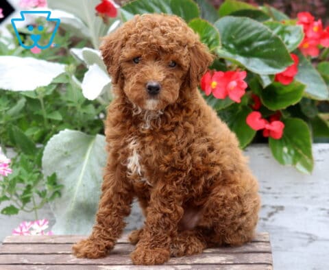Candy Mini Poodle