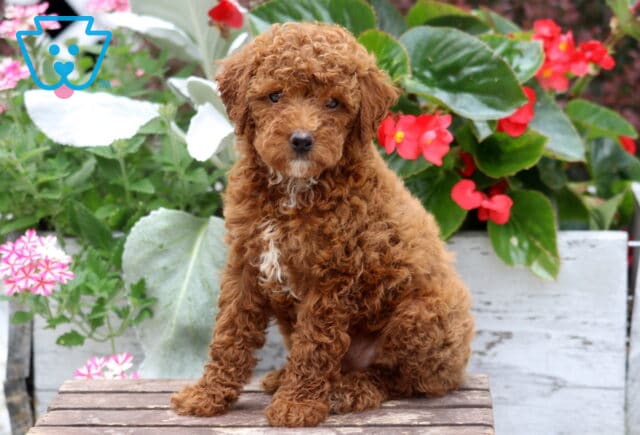 Curly-coated Mini Poodle puppy with a rich apricot coat sitting on a wooden bench, featuring a small white patch on its chest and surrounded by vibrant red, pink, and white flowers in a garden setting. image