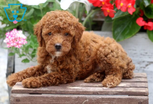 Apricot Mini Poodle puppy with a soft curly coat lying on a rustic wooden bench, featuring a tiny white chest marking and framed by colorful pink and red flowers in a charming garden backdrop. image