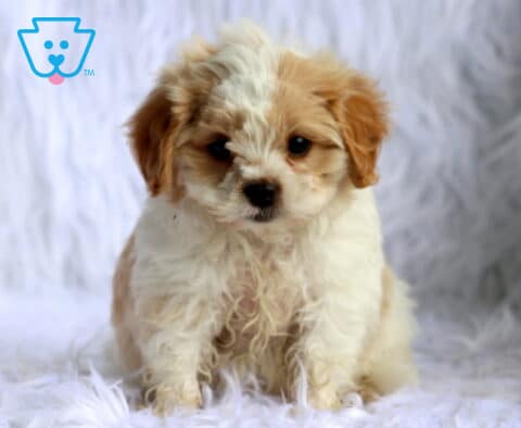 Sweet cream and white Maltese mix puppy sitting on a fluffy white faux fur blanket, featuring a soft wavy coat, apricot-colored ears, bright button eyes, and an irresistibly gentle expression.