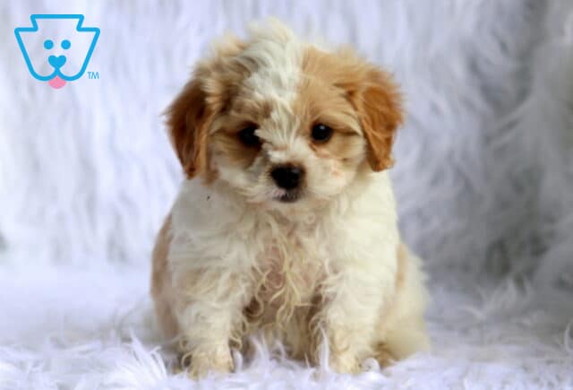 Sweet cream and white Maltese mix puppy sitting on a fluffy white faux fur blanket, featuring a soft wavy coat, apricot-colored ears, bright button eyes, and an irresistibly gentle expression. image