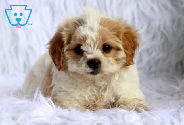 Fluffy cream and white Maltese mix puppy lying on a soft white faux fur blanket, with a curly coat, caramel-colored ears, round dark eyes, and an adorable teddy bear face. image