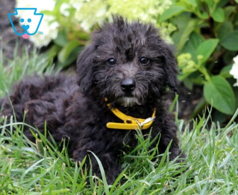 Black Mini Goldendoodle puppy with a soft wavy coat and bright yellow collar relaxing in green grass, looking directly at the camera with white hydrangeas blooming behind it.