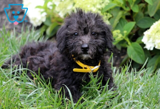 Black Mini Goldendoodle puppy with a soft wavy coat and bright yellow collar relaxing in green grass, looking directly at the camera with white hydrangeas blooming behind it. image