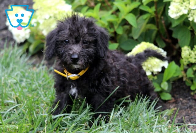 Adorable black Mini Goldendoodle puppy with a tousled wavy coat and yellow collar standing in lush green grass, with white hydrangea blossoms and leafy shrubs creating a bright garden backdrop. image