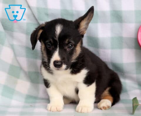 Captain Welsh Corgi