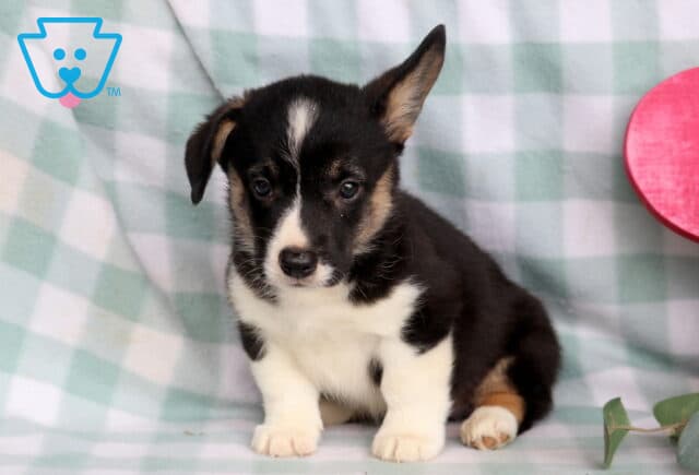 Captain Welsh Corgi image