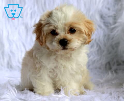 Fluffy cream and white Maltese mix puppy sitting on a cozy white faux fur blanket, with a soft curly coat, light apricot ears, expressive dark eyes, and an irresistibly cuddly teddy bear look.
