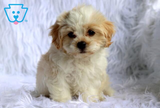 Fluffy cream and white Maltese mix puppy sitting on a cozy white faux fur blanket, with a soft curly coat, light apricot ears, expressive dark eyes, and an irresistibly cuddly teddy bear look. image