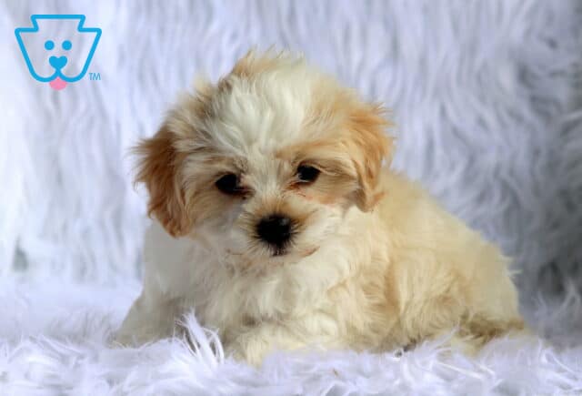 Precious cream-colored Maltese mix puppy with soft fluffy fur lounging on a plush white faux fur blanket, featuring apricot-tipped ears, a button nose, and a sweet, relaxed expression. image