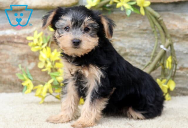 Black and tan Yorkie puppy sitting upright on a soft cream rug, showing a silky coat and gentle expression with yellow flowers and a rustic stone wall behind. image