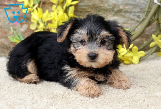 Black and tan Yorkie puppy lying comfortably on a cream rug, looking at the camera with bright eyes beside yellow flowers and a rustic stone backdrop. image