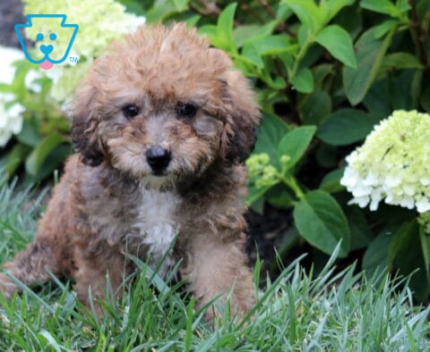 Chocolate and apricot Mini Goldendoodle puppy sitting in green grass, featuring a fluffy curly coat, a white patch on its chest, and sweet dark eyes, with blooming white hydrangeas and leafy greenery behind it.