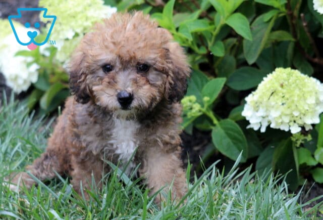Chocolate and apricot Mini Goldendoodle puppy sitting in green grass, featuring a fluffy curly coat, a white patch on its chest, and sweet dark eyes, with blooming white hydrangeas and leafy greenery behind it. image