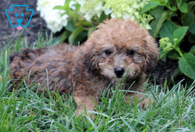 Curly chocolate and apricot Mini Goldendoodle puppy resting in lush green grass, showing a soft fluffy coat and gentle expression, with blooming white hydrangeas and vibrant garden foliage in the background. image