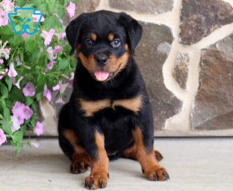 Happy Rottweiler puppy with striking black and tan markings sitting proudly on a patio with its tongue out, framed by soft pink flowers and a natural stone wall in the background.