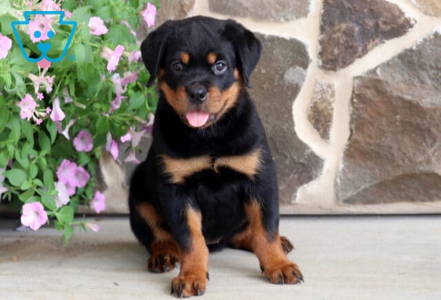 Happy Rottweiler puppy with striking black and tan markings sitting proudly on a patio with its tongue out, framed by soft pink flowers and a natural stone wall in the background. image