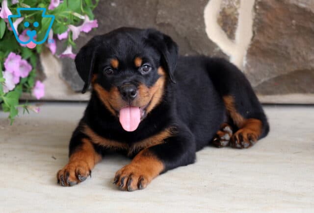 Cheerful Rottweiler puppy with glossy black and tan markings lying on a smooth patio, happily panting with its tongue out beside delicate pink flowers and a rustic stone wall backdrop. image