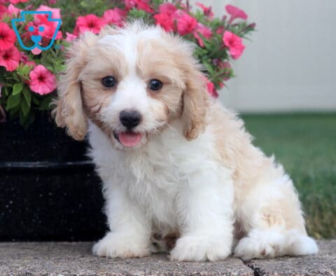 Carson Cavachon