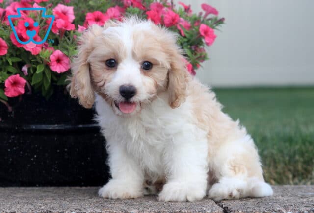 Carson Cavachon image