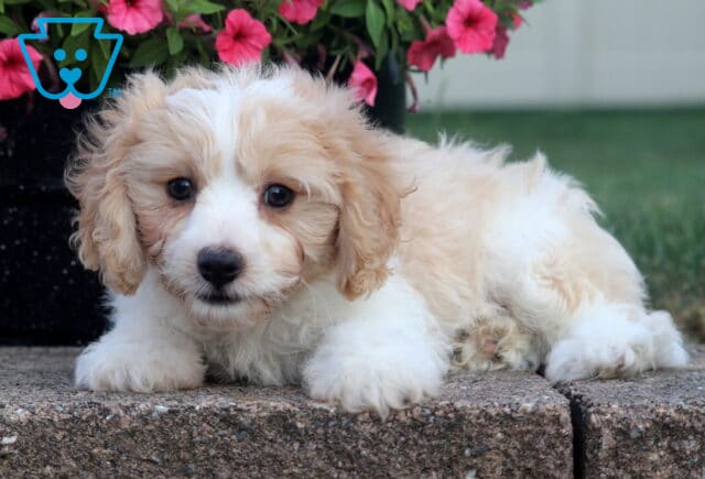 Carson Cavachon2 image