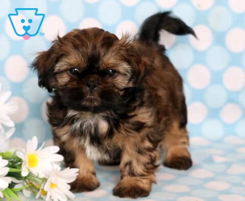 Carson Shih Tzu