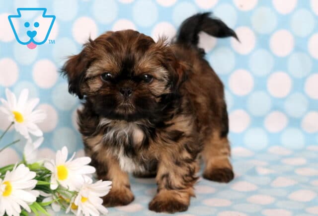 Carson Shih Tzu image