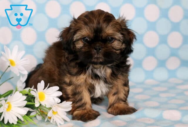 Carson Shih Tzu2 image