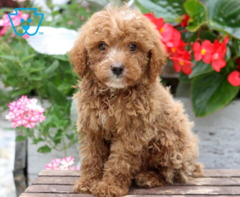 Carter Mini Poodle