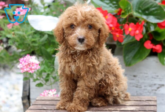 Adorable apricot Mini Poodle puppy with a fluffy curly coat sitting on a rustic wooden bench, gazing sweetly at the camera with bright expressive eyes against a vibrant garden filled with colorful flowers. image