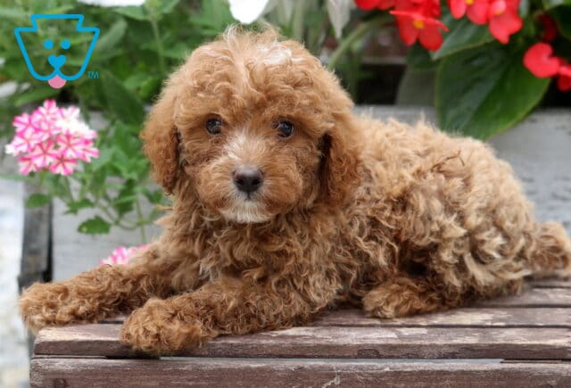 Sweet apricot Mini Poodle puppy with a plush curly coat lounging on a rustic wooden bench, looking attentively toward the camera with bright eyes, framed by vibrant pink and red flowers in a cheerful garden setting. image
