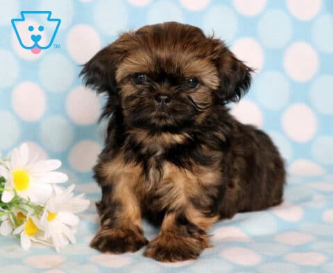 Champ Shih Tzu