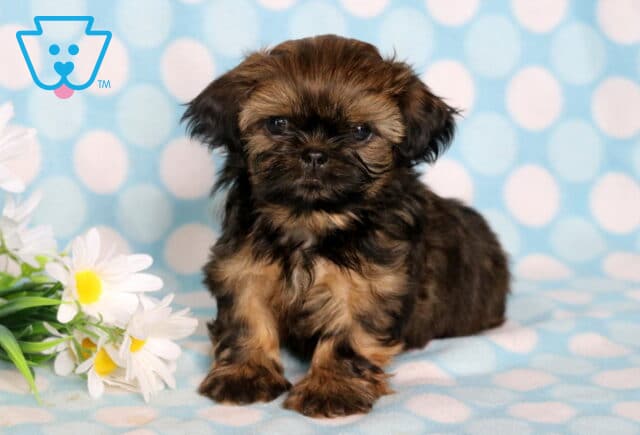 Champ Shih Tzu image