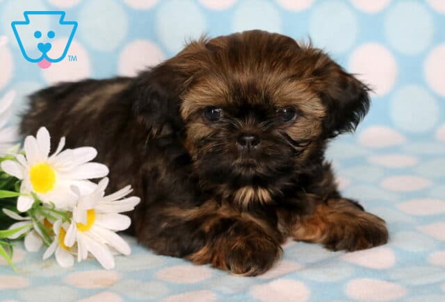 Champ Shih Tzu2 image