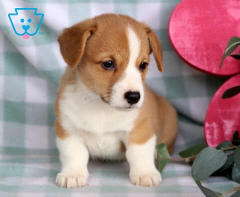 Champ Welsh Corgi