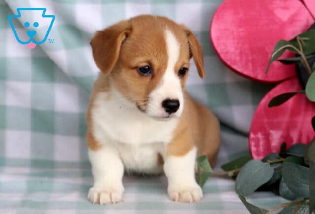 Champ Welsh Corgi image