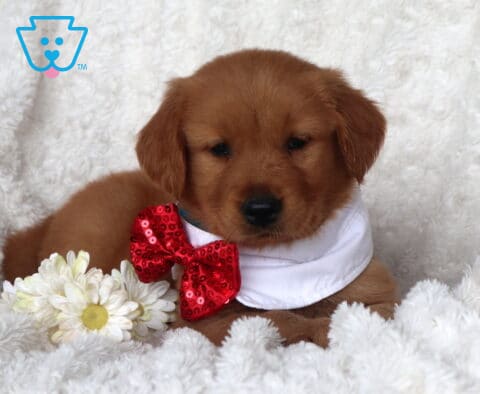 Charity Golden