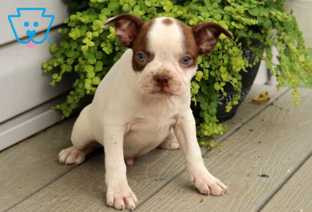 White and chocolate Boston Terrier puppy with a distinctive eye patch and spotted nose sitting on a wooden porch, framed by cascading green foliage and looking curiously toward the camera. image