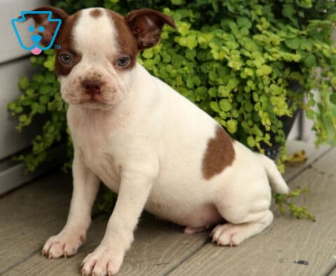 White Boston Terrier puppy with chocolate markings, a round brown spot on its forehead, and a heart-shaped patch on its side, sitting on a wooden porch beside lush trailing greenery.