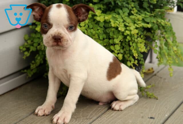 White Boston Terrier puppy with chocolate markings, a round brown spot on its forehead, and a heart-shaped patch on its side, sitting on a wooden porch beside lush trailing greenery. image